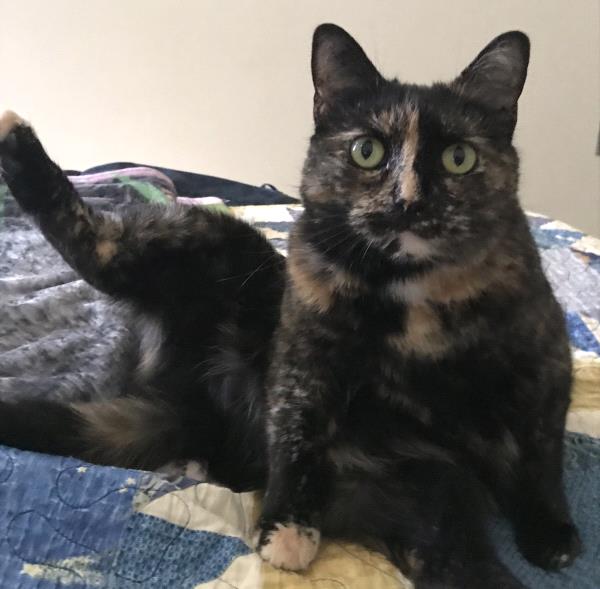 /Images/uploads/Humane Rescue Alliance/HRACalendarPhotoContest/entries/8456thumb.jpg